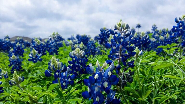 Die Vignette in Österreich: Alles, was Sie vor der Fahrt wissen müssen